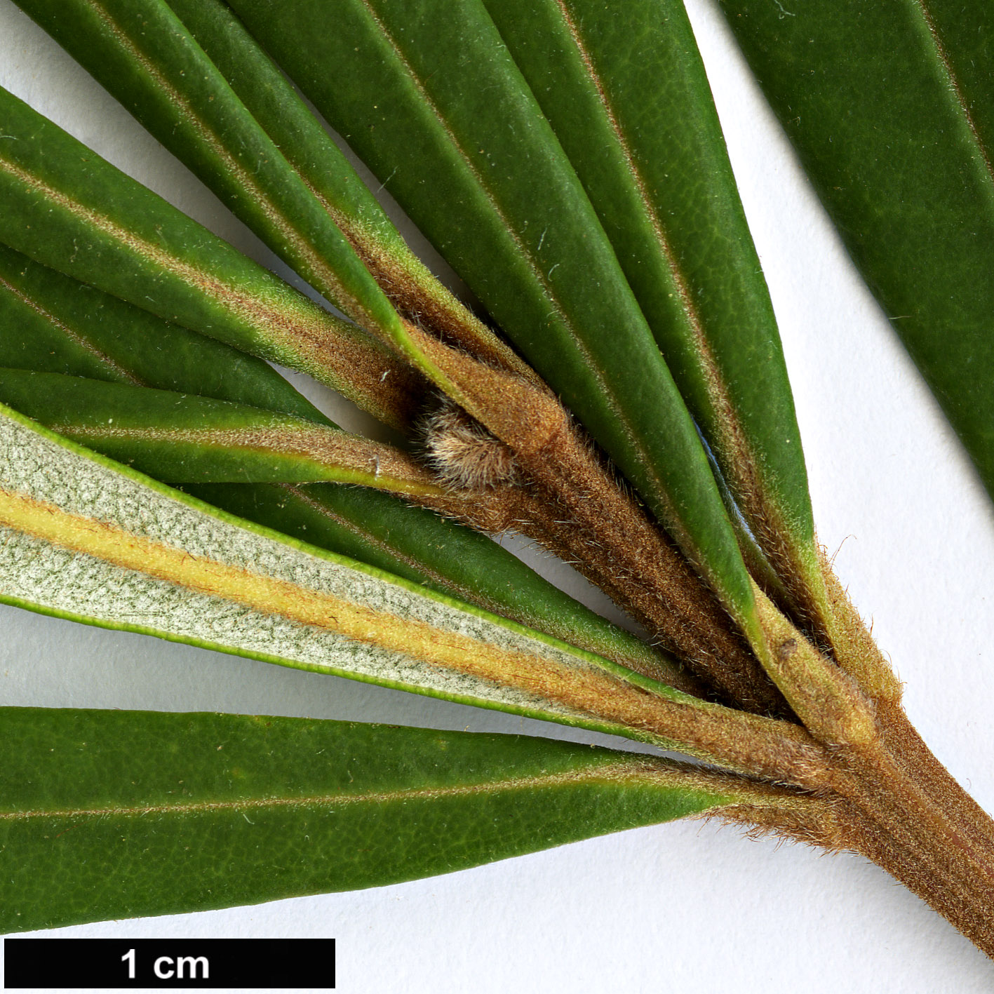 High resolution image: Family: Proteaceae - Genus: Banksia - Taxon: integrifolia - SpeciesSub: subsp. monticola